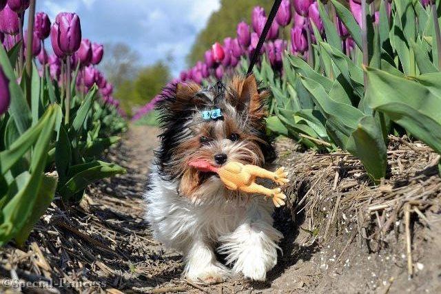 Grant en zijn 'kippetje 'tussen de tulpen